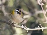 Fiorrancino ( Regulus ignicapilla)