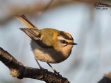 Fiorrancino ( Regulus ignicapilla)