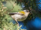 Fiorrancino ( Regulus ignicapilla)