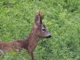 Capriolo (Capreolus capreolus)