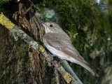 Pigliamosche (Muscicapa striata)