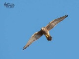 Grillaio (Falco naumanni)