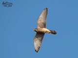 Grillaio (Falco naumanni)