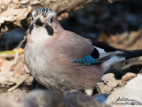 Ghiandaia (Garrulus glandarius)