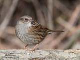 Passera scopaiola (Prunella modularis)