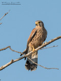 Gheppio (Falco tinnunculus)