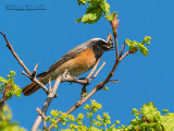 Codirosso comune (Phoenicurus phoenicurus)