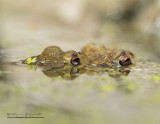Rospo comune (Bufo bufo)