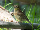 Zigolo nero (Emberiza cirlus)