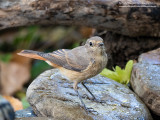 Codirosso comune (Phoenicurus phoenicurus)
