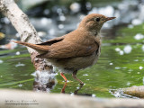 Usignolo (Luscinia megarhynchos)