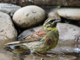 Zigolo nero (Emberiza cirlus)
