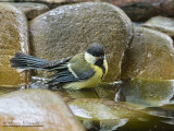 Cinciallegra (Parus major)