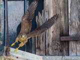 Gheppio (Falco tinnunculus)