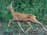 mammiferi