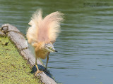 Sgarza ciuffetto (Ardeola ralloides)