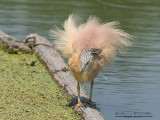 Sgarza ciuffetto (Ardeola ralloides)