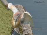 Sgarza ciuffetto (Ardeola ralloides)