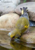 Verdone (Chloris chloris)