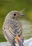 Codirosso spazzacamino (Phoenicurus ochruros)