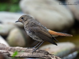 Codirosso spazzacamino (Phoenicurus ochruros)