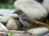 Codirosso spazzacamino (Phoenicurus ochruros)