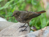 Codirosso spazzacamino (Phoenicurus ochruros)