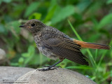 Codirosso spazzacamino (Phoenicurus ochruros)