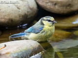 Cinciarella (Cyanistes caeruleus)