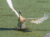 Sgarza ciuffetto (Ardeola ralloides)