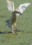 Sgarza ciuffetto (Ardeola ralloides)