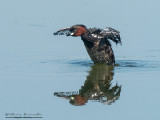 Tuffetto (Tachybaptus ruficollis)