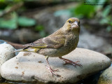 Verdone (Chloris chloris)