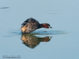 Tuffetto (Tachybaptus ruficollis)