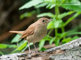 passeriformi_b