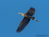 Airone rosso (Ardea purpurea)