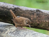 Scricciolo (Troglodytes troglodytes)