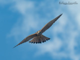 Gheppio (Falco tinnunculus)