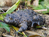 Ululone appenninico (Bombina pachypus)