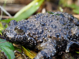 Ululone appenninico (Bombina pachypus)