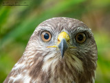 Poiana (Buteo buteo)