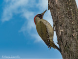 Picchio verde (Picus viridis)