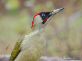 Picchio verde (Picus viridis)