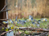 Cinciarella (Cyanistes caeruleus)