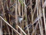 Usignolo di fiume (Cettia cetti)