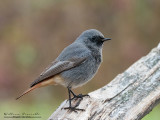 Codirosso spazzacamino (Phoenicurus ochruros)