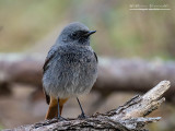 Codirosso spazzacamino (Phoenicurus ochruros)