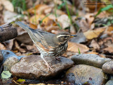 Tordo sassello (Turdus iliacus)