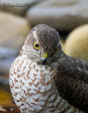 Sparviere ( Accipiter nisus )