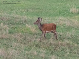 Cervo (Cervus elaphus)